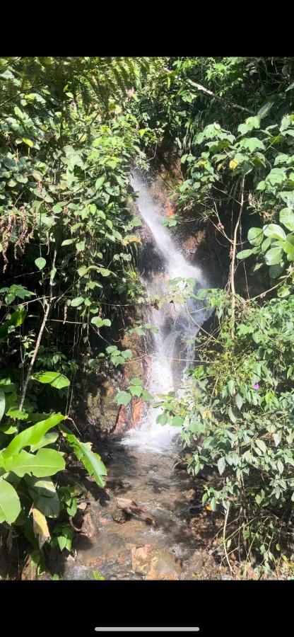 Cedros